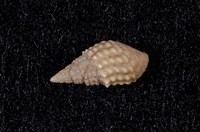 藏品(瘤蜷)的圖片